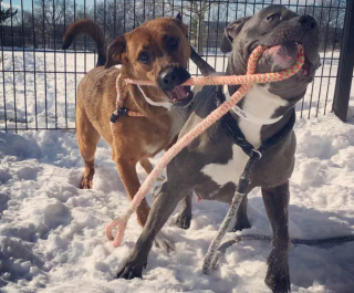 Illustration de l'article : 20 photos étonnantes de chiens qui ont décidé de promener leurs congénères