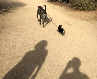Illustration de l'article : 20 photos étonnantes de chiens qui ont décidé de promener leurs congénères