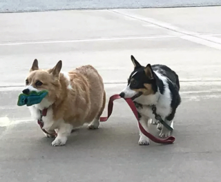 Illustration de l'article : 20 photos étonnantes de chiens qui ont décidé de promener leurs congénères