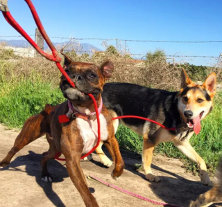 Illustration de l'article : 20 photos étonnantes de chiens qui ont décidé de promener leurs congénères