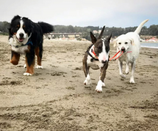 Illustration de l'article : 20 photos étonnantes de chiens qui ont décidé de promener leurs congénères