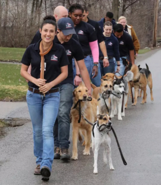 Illustration de l'article : 20 photos étonnantes de chiens qui ont décidé de promener leurs congénères