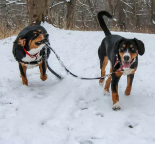 Illustration de l'article : 20 photos étonnantes de chiens qui ont décidé de promener leurs congénères