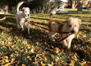 Illustration de l'article : 20 photos étonnantes de chiens qui ont décidé de promener leurs congénères