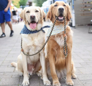 Illustration de l'article : 20 photos étonnantes de chiens qui ont décidé de promener leurs congénères