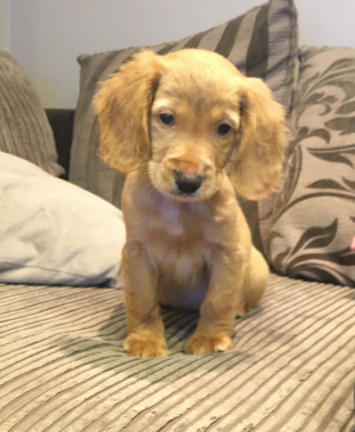 Illustration de l'article : Déterminé à adopter un chiot, cet enfant se fait passer pour sa mère par messages et réussit à convaincre son père