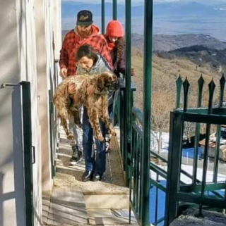 Illustration de l'article : Maximos, un chien maltraité et abandonné trouve refuge auprès d'un couple bienveillant