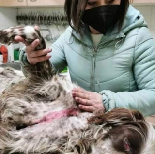 Illustration de l'article : Maximos, un chien maltraité et abandonné trouve refuge auprès d'un couple bienveillant