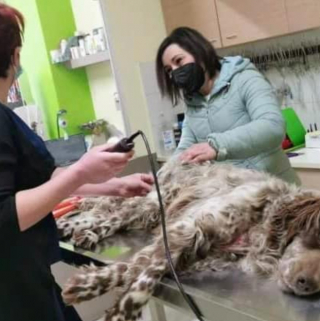 Illustration de l'article : Maximos, un chien maltraité et abandonné trouve refuge auprès d'un couple bienveillant