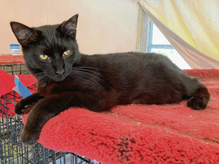 Illustration de l'article : L’incroyable mission de Karen et Gary McDonald : sauver des animaux et leur trouver des foyers aimants 