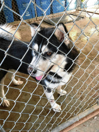 Illustration de l'article : L’incroyable mission de Karen et Gary McDonald : sauver des animaux et leur trouver des foyers aimants 