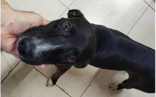 Illustration de l'article : Des vétérinaires diagnostiquent un cancer à un chien errant, qui s’est rendu seul dans leur clinique vétérinaire