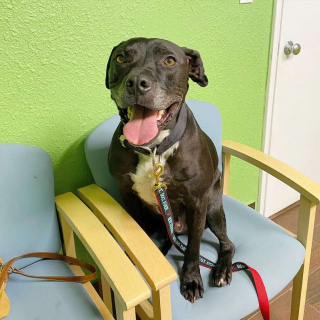 Illustration de l'article : Un chien errant vient demander lui-même de l’aide dans un sanctuaire pour animaux