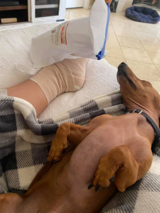 Illustration de l'article : 14 photos adorables de chiens qui ont perdu leur combat contre le sommeil