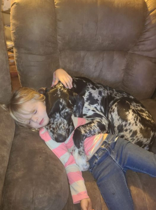 Illustration de l'article : 14 photos adorables de chiens qui ont perdu leur combat contre le sommeil