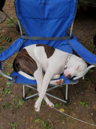 Illustration de l'article : 14 photos adorables de chiens qui ont perdu leur combat contre le sommeil