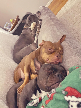 Illustration de l'article : 14 photos adorables de chiens qui ont perdu leur combat contre le sommeil