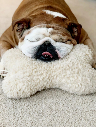 Illustration de l'article : 14 photos adorables de chiens qui ont perdu leur combat contre le sommeil