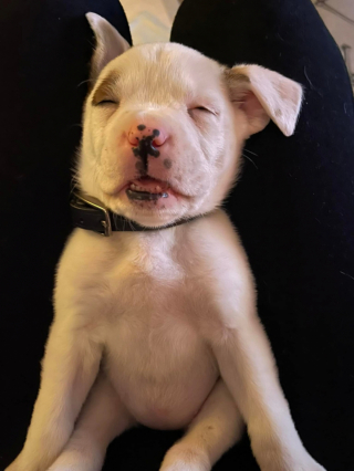 Illustration de l'article : 14 photos adorables de chiens qui ont perdu leur combat contre le sommeil