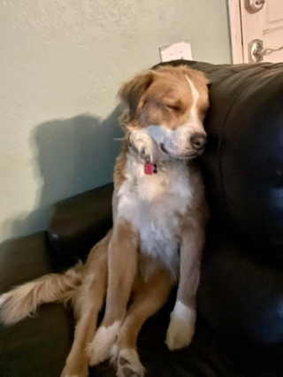 Illustration de l'article : 14 photos adorables de chiens qui ont perdu leur combat contre le sommeil