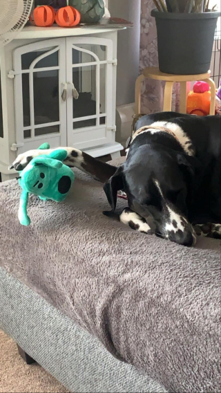 Illustration de l'article : 14 photos adorables de chiens qui ont perdu leur combat contre le sommeil