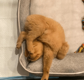 Illustration de l'article : 14 photos adorables de chiens qui ont perdu leur combat contre le sommeil