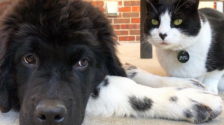 Illustration de l'article : Il n'y a que la présence de sa sœur canine qui puisse apaiser ce chat lorsqu’il se rend chez le vétérinaire (vidéo)