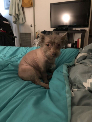 Illustration de l'article : Ce chien à l’apparence atypique interpelle tous les passants, qui le prennent parfois pour un autre animal