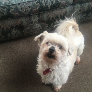 Illustration de l'article : Une chienne d’assistance redonne le sourire à un homme meurtri, qui a dû se séparer de son animal de compagnie (vidéo)