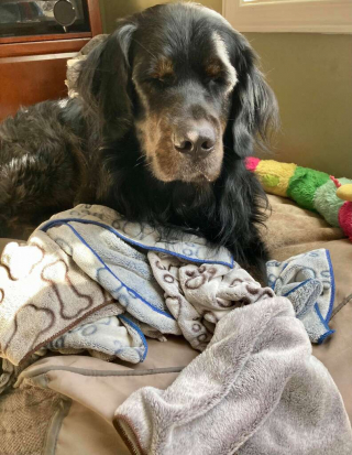 Illustration de l'article : Ce gros chien très peureux ne se sent en sécurité qu’avec sa couverture favorite