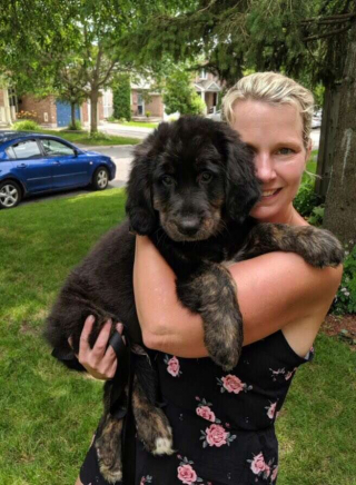 Illustration de l'article : Ce gros chien très peureux ne se sent en sécurité qu’avec sa couverture favorite