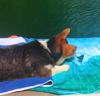 Illustration de l'article : Un Corgi et un papillon partagent un instant de jeu au bord de l’eau (vidéo)