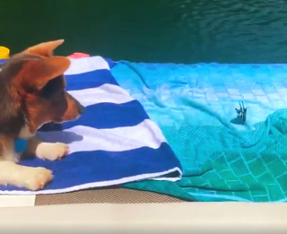 Illustration de l'article : Un Corgi et un papillon partagent un instant de jeu au bord de l’eau (vidéo)