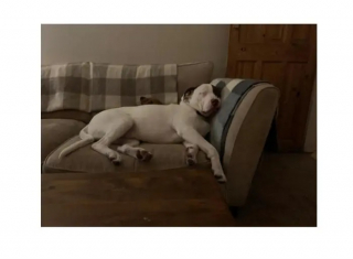 Illustration de l'article : Ne s'entendant pas avec le premier chien de son foyer, ce toutou recherche désormais une nouvelle famille