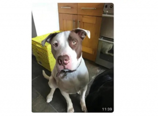 Illustration de l'article : Ne s'entendant pas avec le premier chien de son foyer, ce toutou recherche désormais une nouvelle famille