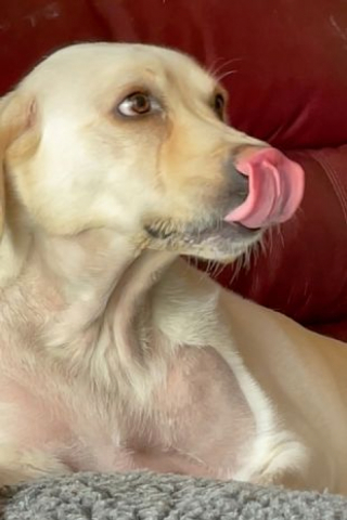 Illustration de l'article : Cette chienne a vécu avec un bâton coincé dans la gorge pendant 6 semaines !