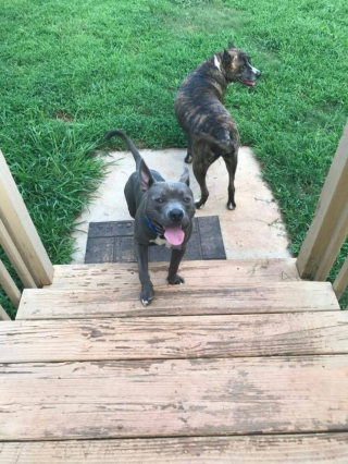 Illustration de l'article : Une famille amoureuse des animaux offre à ce chien handicapé une seconde chance 