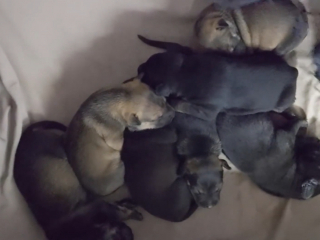 Illustration de l'article : Une maman chienne tente de faire comprendre à ses sauveteurs où se trouvent ses petits (vidéo)