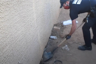 Illustration de l'article : Une maman chienne tente de faire comprendre à ses sauveteurs où se trouvent ses petits (vidéo)