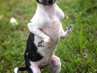 Illustration de l'article : Une équipe vétérinaire compétente va changer la vie d’un chiot né avec les pattes à l’envers