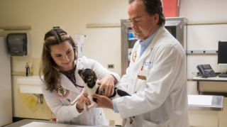 Illustration de l'article : Une équipe vétérinaire compétente va changer la vie d’un chiot né avec les pattes à l’envers