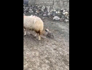 Illustration de l'article : Vidéo : un chiot de berger fait la connaissance de son futur troupeau, et est à la fois intimidé et curieux
