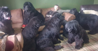 Illustration de l'article : Vidéo : Ce couple partage sa maison avec 8 chiens immenses