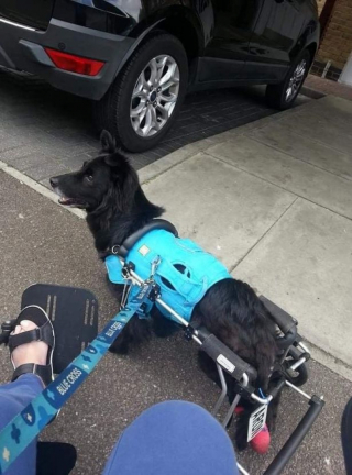Illustration de l'article : Une femme en fauteuil roulant offre une seconde chance à des chiens en situation de handicap