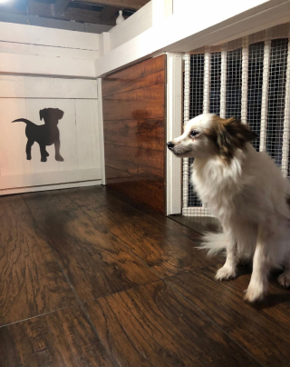 Illustration de l'article : Cette famille d’accueil a construit un véritable manoir pour les chiens dont elle prend soin