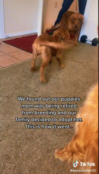 Illustration de l'article : Un couple réunit une famille de Goldens Retrievers en choisissant d’adopter la mère d’un chiot (vidéo)