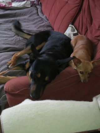 Illustration de l'article : Maltraitée, puis abandonnée, cette petite chienne a démarré une nouvelle vie en croisant la bonne personne au bon moment