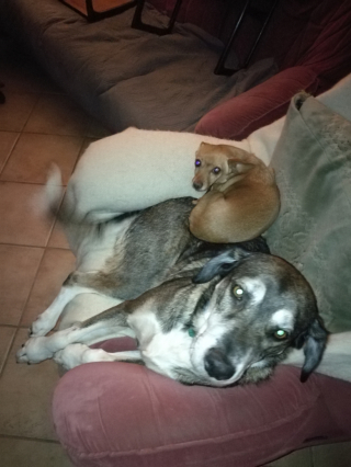 Illustration de l'article : Maltraitée, puis abandonnée, cette petite chienne a démarré une nouvelle vie en croisant la bonne personne au bon moment