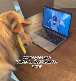 Illustration de l'article : Après avoir fait connaissance par webcam, un Golden Retriever et un dauphin sont heureux de pouvoir enfin se rencontrer (vidéo) 