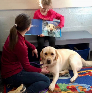 Illustration de l'article : 2 "Labradors de réconfort" sont emmenés dans une école américaine pour apaiser l’âme des enfants en détresse psychologique